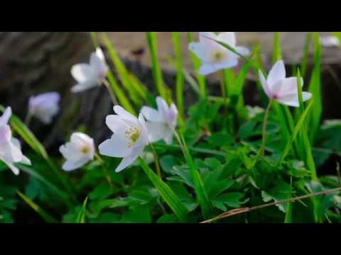 Video: Hvide Anemoner (18 Fotos): Flerårige Terry Anemoner, Have- Og Skovblomster. Plantning Og Pleje Af Dem Udendørs