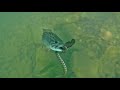 Bass Steals Fish From Snake!
