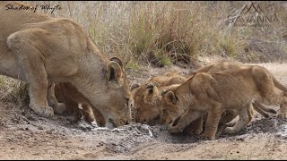 Lion cubs go for a drink