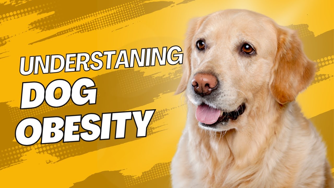 The Hidden Dangers of Dog Obesity || Dog Works Radio - YouTube