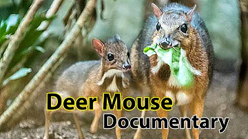 Deer Mouse documentary - nature's small survivor