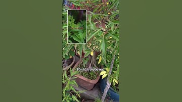 10 công dụng của lá cây đinh lăng mang lại