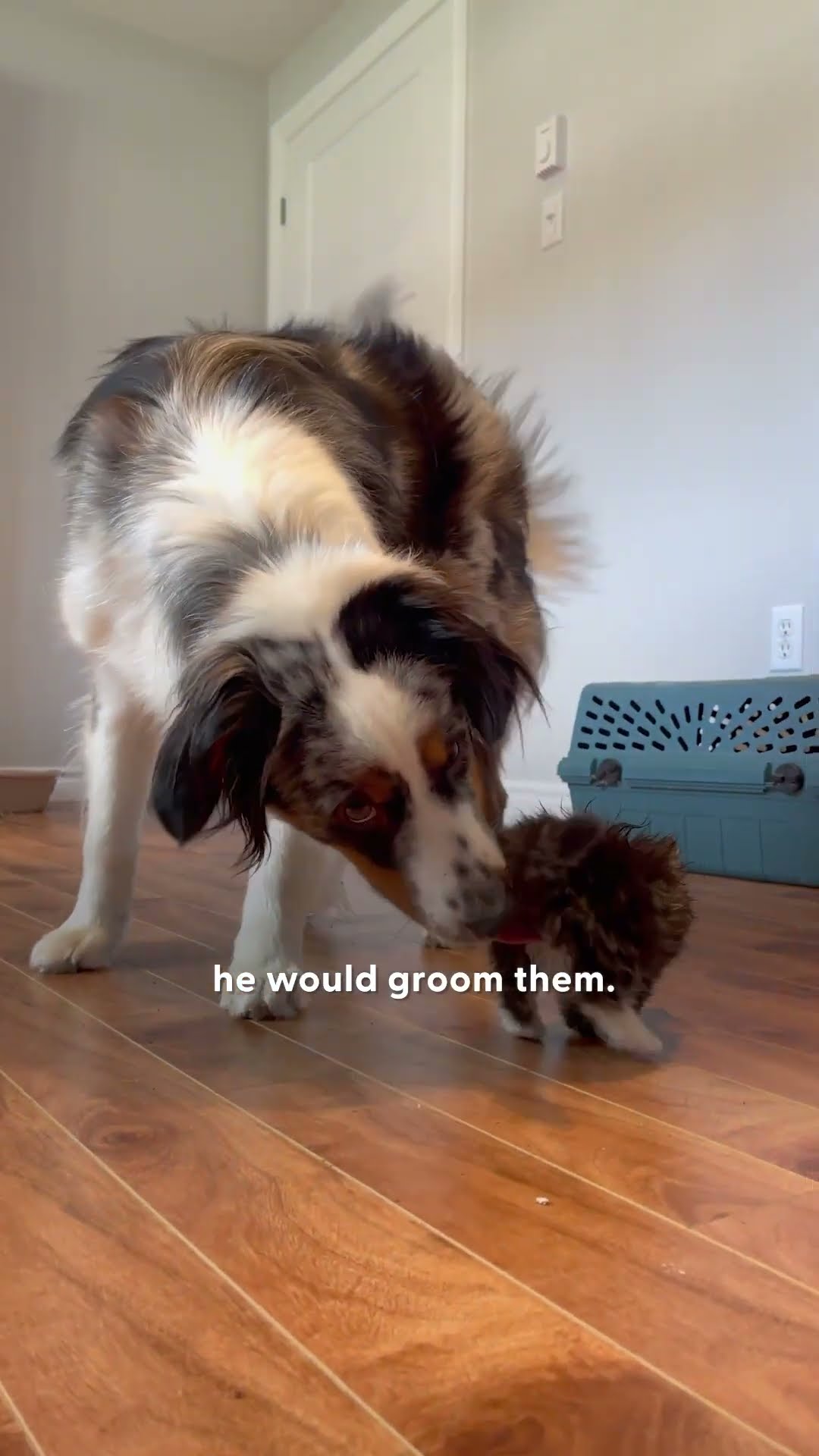 Dog Becomes Mama To A Litter Of Tiny Rescue Kittens | The Dodo