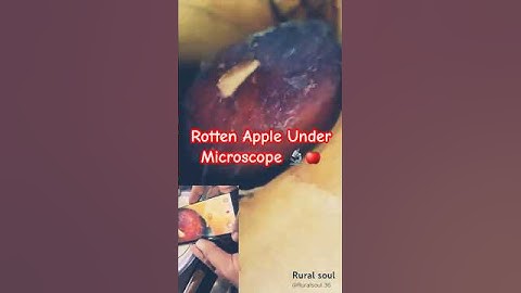 Rotten Apple Under Microscope 🔬🍎 | Amazing Close-Up | Khrab Apple Close-Up Microscopic Video
