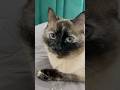 Твои глаза такие чистые #shorts #short #юмор #кот