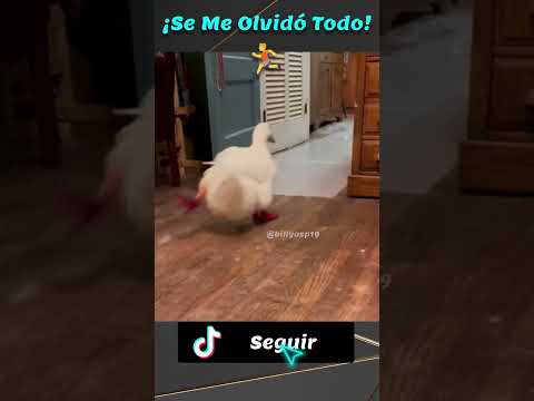 ¡SE ME OLVIDÓ TODO! 😱 Corriendo al baño 🦆💨 #fyp #ParaTi #ShortsViral #Viral #Comedia