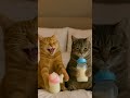 The cringiest cat of the month | #funny #cat #cuteanimal