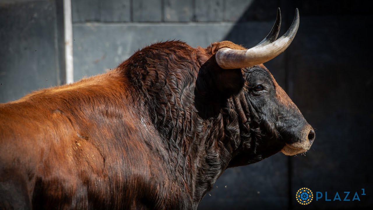 Sorteados los novillos de Sagrario Moreno para la segunda nocturna