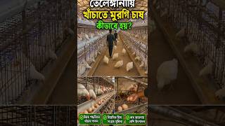 Smart Poultry Farming That Actually Works 🐔 #poultry #poultryfarm #shortvideo