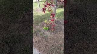 Looks to be Crabapple fruit growing on a Crabapple tree in Fall Autumn at a park in Iowa.