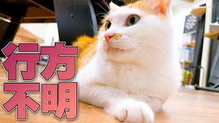 ニックが行方不明になったので兄猫たちと捜索した結果…