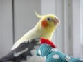 Syd the Cockatiel - Video 2