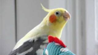 Syd the Cockatiel - Video 2