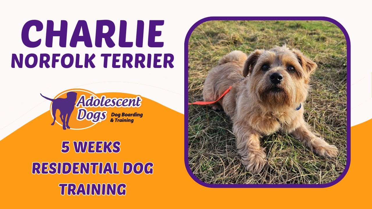 Charlie the Norfolk Terrier | 5 Weeks Residential Dog Training