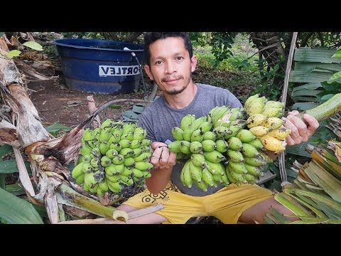TIRANDO CAIXO DE BANANA GRANDE