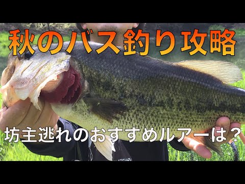 ブラックバス 飼育方法 かわいい魚ギャラリー