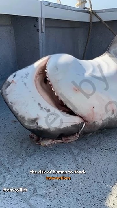 Shark Culling Negatively Impacts ALL Marine Life 🥺🙏🏽 #savetheocean #