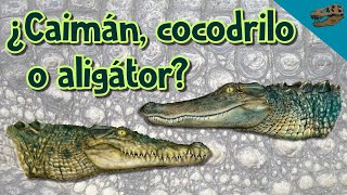 ¿Caimán, cocodrilo o aligátor?  Diferencias, similitudes e historia evolutiva
