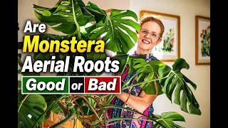 Are Monstera Aerial Roots Good or Bad? Everything You Need to Know