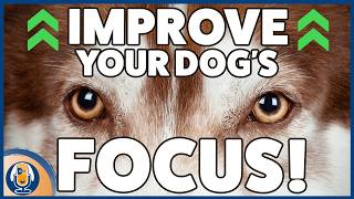 Get Your Dog’s Focus And Attention Even Near Distractions By Aligning Your Mutual Priorities