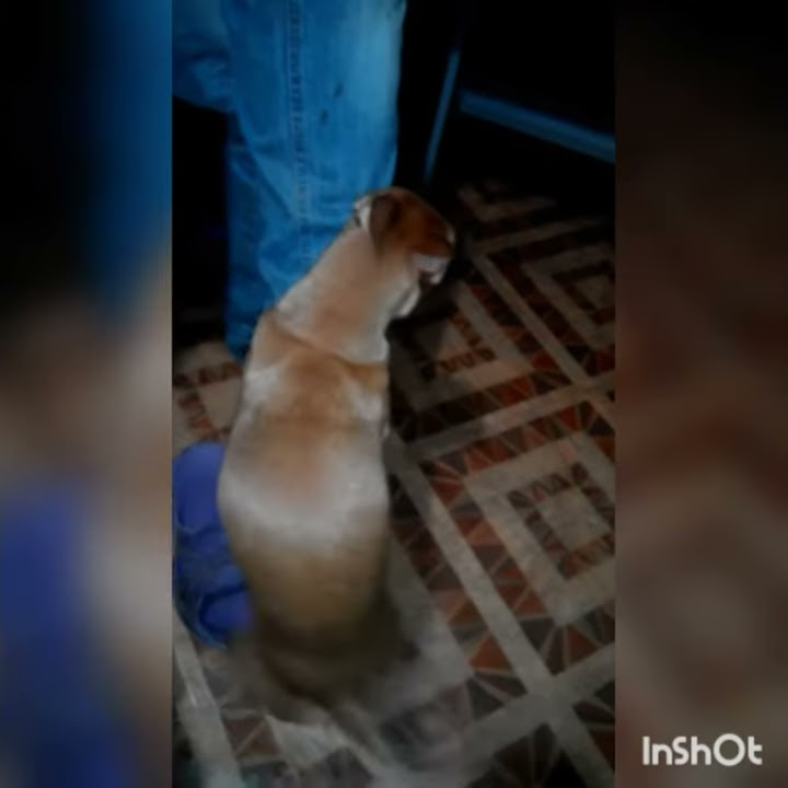 Собака ебака - YouTube