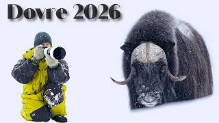 Arctic Musk Ox at Dovre 2026 | Winter Wildlife Photography