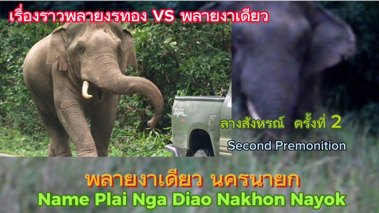 Ep494 พลายงาเดียวคู่กรณีพลายงาทอง ลางสังหรณ์ครั้ง ที่ 2#wildlife #elephant#เขาใหญ่ #news #ช้าง