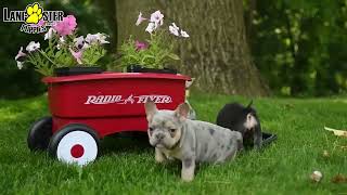 Loving French Bulldog Puppies