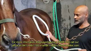 How to use PEMF on a Horse