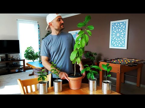 Video: Lemon Seed Propagation - How To Grow Lemon Trees From Seed