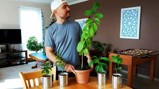 How to grow lemon trees from seed - Everything you need to know (Applies to all citrus seeds)