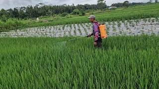 SMART FARMERS USE SIMPLE BUT ADVANCED TOOLS TO SPRAY RICE FIELDS FAST! - tools agriculture