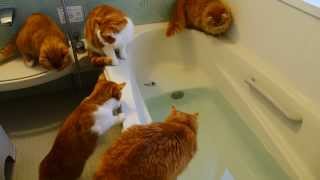 【マンチカンズ】猫が魚を追ってドボン　~ A cat fell into the bathtub ~