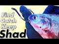 Everything you Need to Know About Shad.