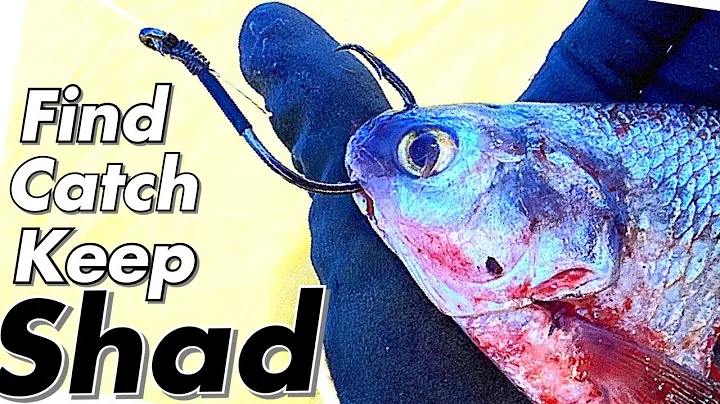 Everything you Need to Know About Shad.