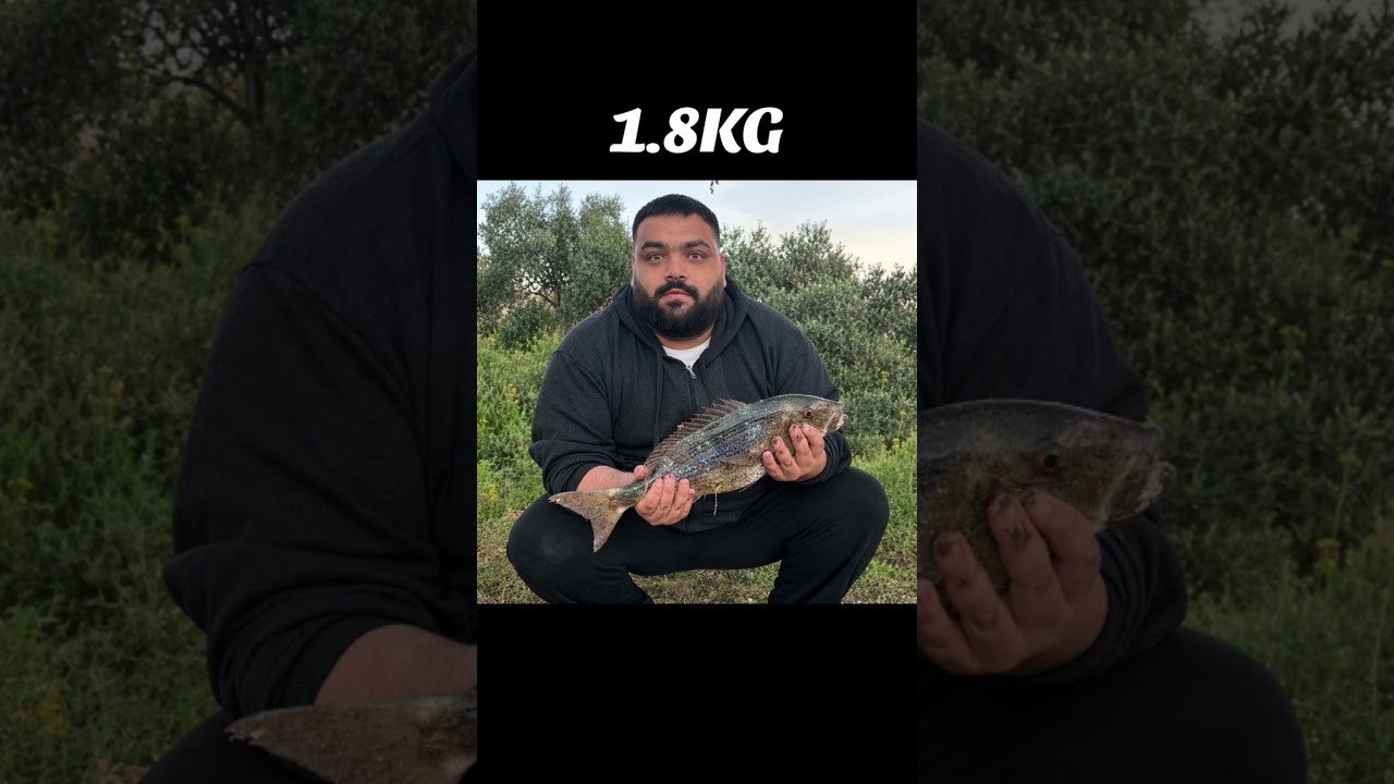 Ψάρεμα Συναγρίδας 1.8 KG✨
