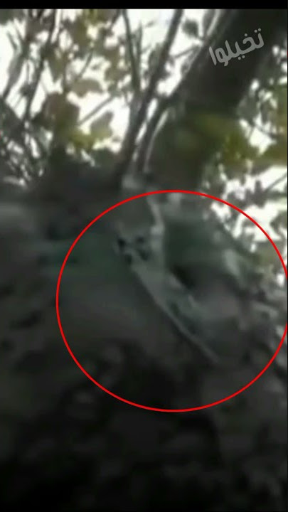 تنه ورنه في الحياة الواقعيه 😱