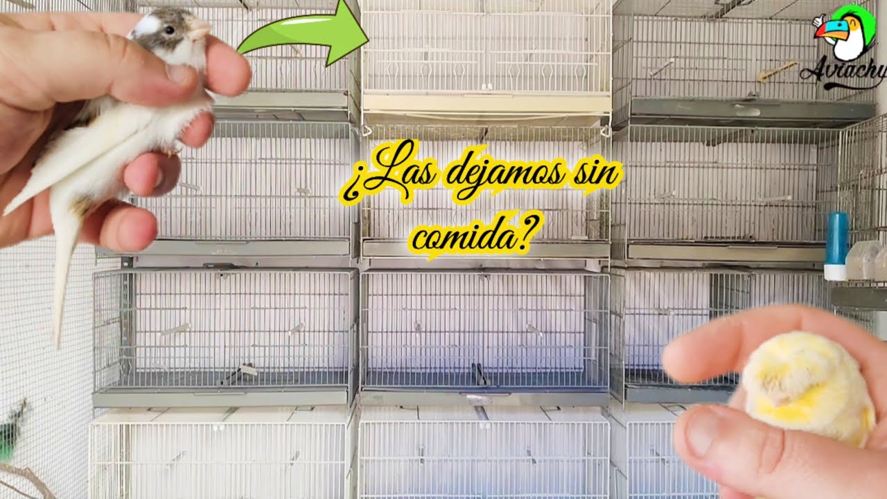 #3 Cría de CANARIOS Pasamos todas las hembras a jaulas para criar - YouTube
