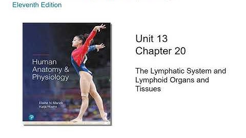 Anatomy and Physiology Chapter 20