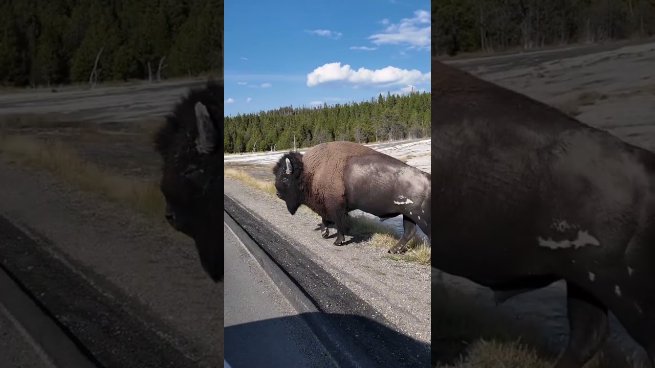 Bison stopping traffic at Yellowstone National Park. 