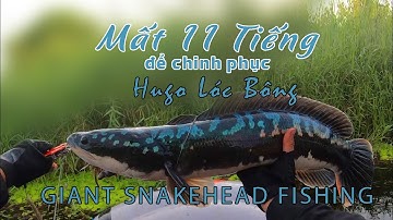 Săn Hugo Rừng U Minh Thượng Tập 1 | Sau 4 Cú táp thì củng phải lên bờ Hugo Lóc Bông. #datduduvlog