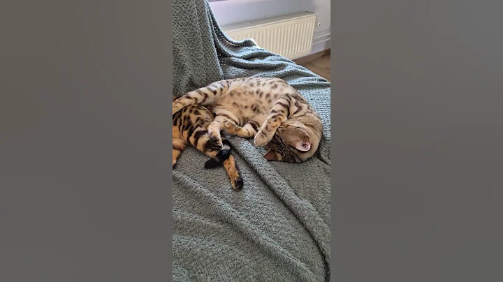 Watch the video about Lazyday 💤 #cat #lazy #viral #trending #animals #cute #together #friends #bengal #cats #shorts #fyp