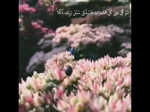 اسمع اشتراك بالقناة الرحمن اكسبلور الثامن لايك دويتو  حالات واتس ورك المراره