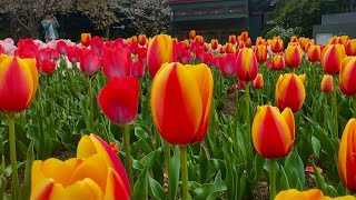 Tulips japan at Aichi 