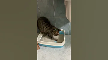 Лоток для кошек как пользоваться