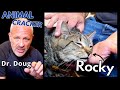 😻 2 YEAR OLD CAT WITH REAR-END LAMENESS ~ GETS GENTLE CHIRO ADJUSTMENT! (Part 1 of 3)