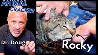 😻 2 YEAR OLD CAT WITH REAR-END LAMENESS ~ GETS GENTLE CHIRO ADJUSTMENT! (Part 1 of 3)