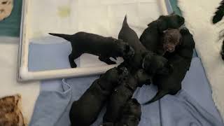 Flat-Coated Retriever puppies intro to goats milk Day 20 by RadfordRetrievers 271 views 2 years ago 5 minutes, 23 seconds
