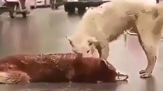 Watch this dog reaction while his friend was hit by a car