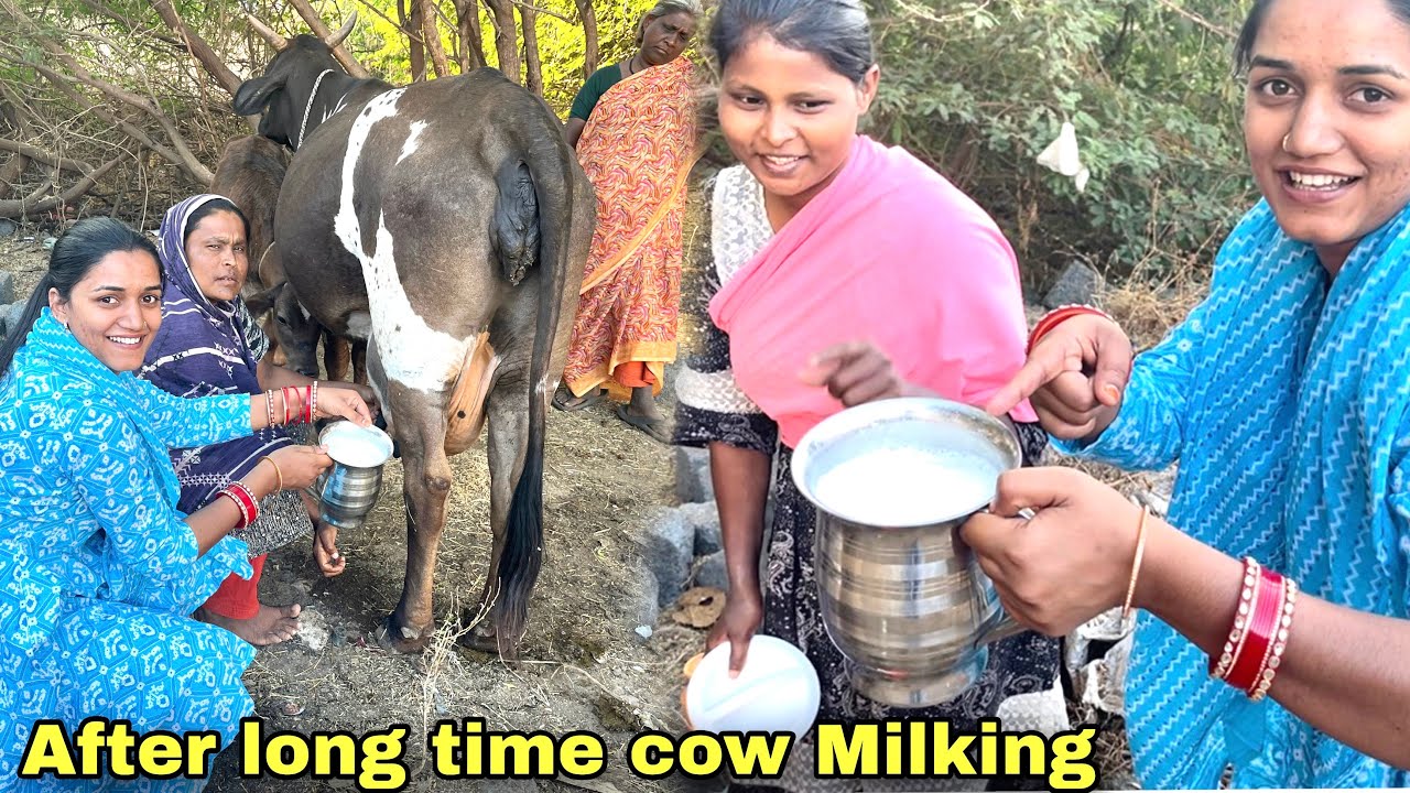Fresh Cow Milking By Hand || Beauty Parlour Gaye || Eyebrow Shading 